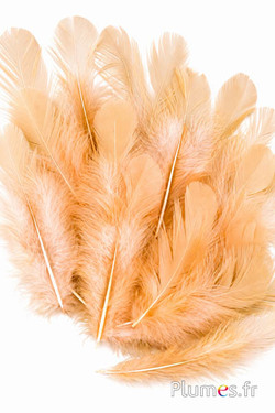 Gallina - 5-9 cm - miele-champagne
